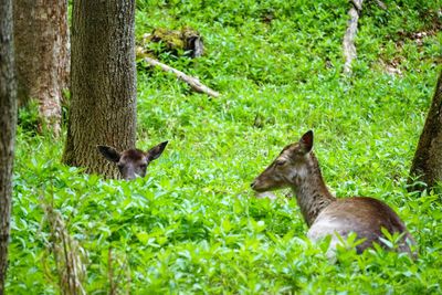 Squirrel on grass