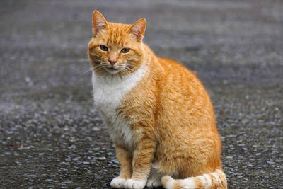 animal