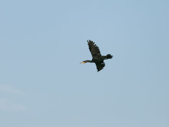 Low angle view of eagle flying against clear sky