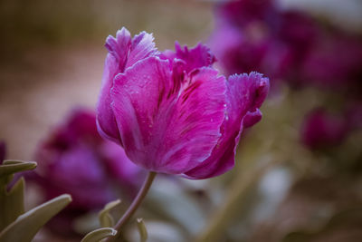 Close-up of pink rose flower