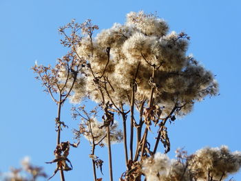 Low angle view of flowering plant against clear blue sky