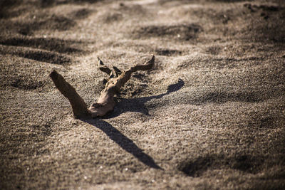 High angle view of lizard on sand