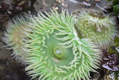 High angle view of coral in sea