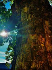 Low angle view of trees