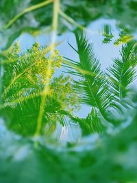 Low angle view of leaves