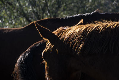 Extreme close-up of a horse