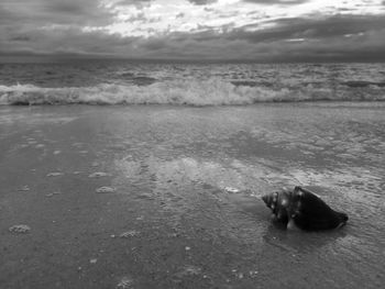 Dog standing on beach