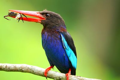 Close-up of bird perching on branch