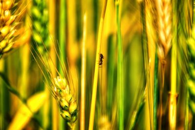 Close-up of insect on grass