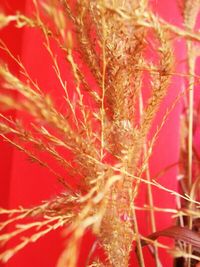 Close-up of red rose