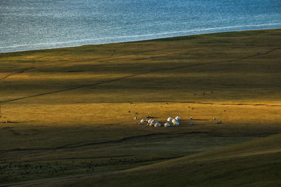 View of horse on field