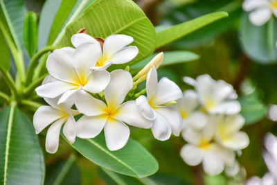 Plumeria flower group blooming in the tree on background view.