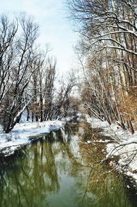 Bare trees on snow covered landscape