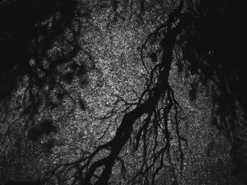 High angle view of tree shadow on sand