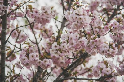 Close-up of pink cherry blossoms in spring