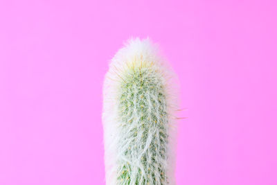 Close-up of cactus plant against pink background