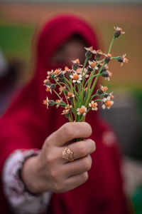 Close-up of hand holding red flowering plant