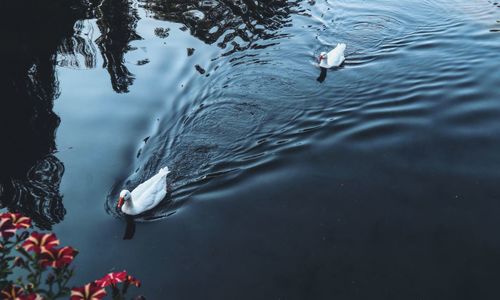 High angle view of ducks swimming in lake