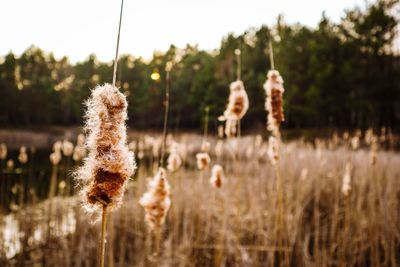 Close-up of stalks on field against sky