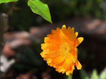 Close-up of orange flower blooming outdoors