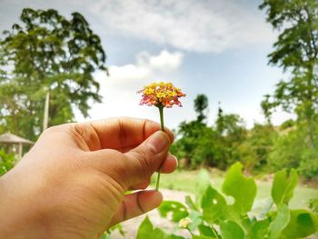 Close-up of hand holding flower against trees