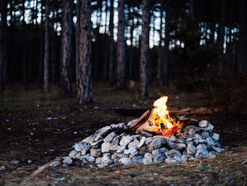 Bonfire on wood in forest