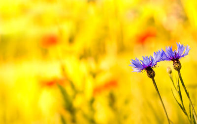 Cornflowers stand against a colorful yellow background