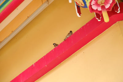 High angle view of insect on wall