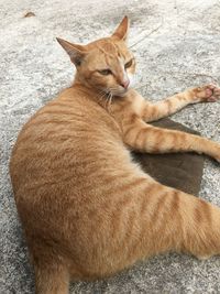 High angle view of cat lying on hand