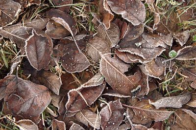 Full frame shot of dried autumn leaves on snow