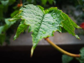 Close-up of fresh green leaf