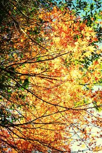 Low angle view of trees