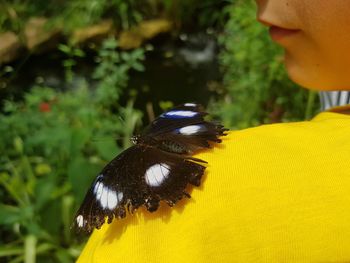 Close-up of butterfly on boy shoulder