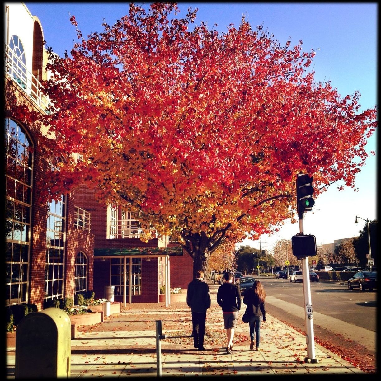 tree, transfer print, auto post production filter, men, building exterior, built structure, person, lifestyles, city, autumn, season, architecture, walking, growth, leisure activity, city life, branch, bench, rear view