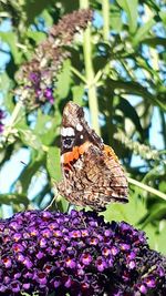 Close-up of butterfly pollinating on purple flower