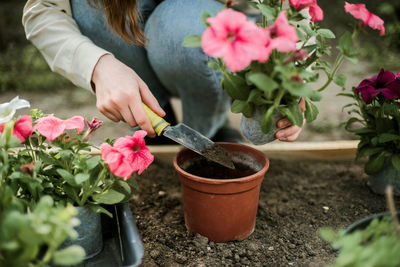 Cropped hand holding potted plant