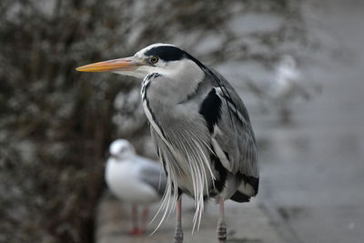 Close-up of bird