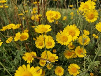 Close-up of yellow flowering plants on field