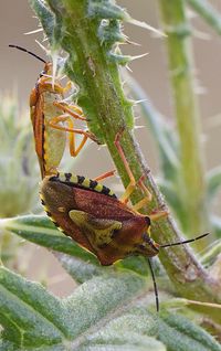 Close-up of insect on plant