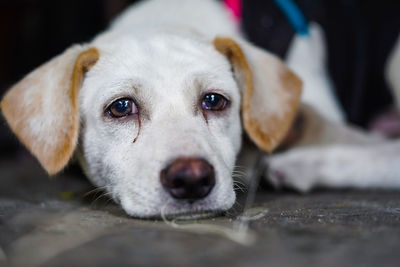 Close-up portrait of dog lying down