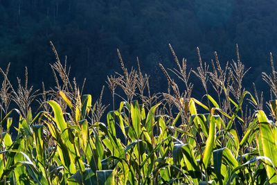 Close-up of plants growing on field against sky