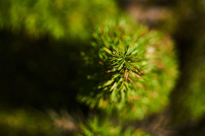 Close-up of pine tree