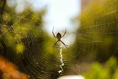 Close-up of spider on web