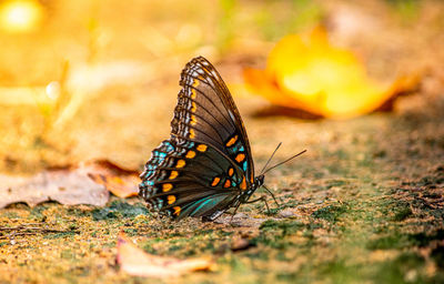 Close-up of butterfly on flower