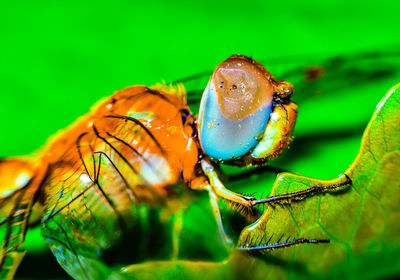 Close-up of insect on leaf