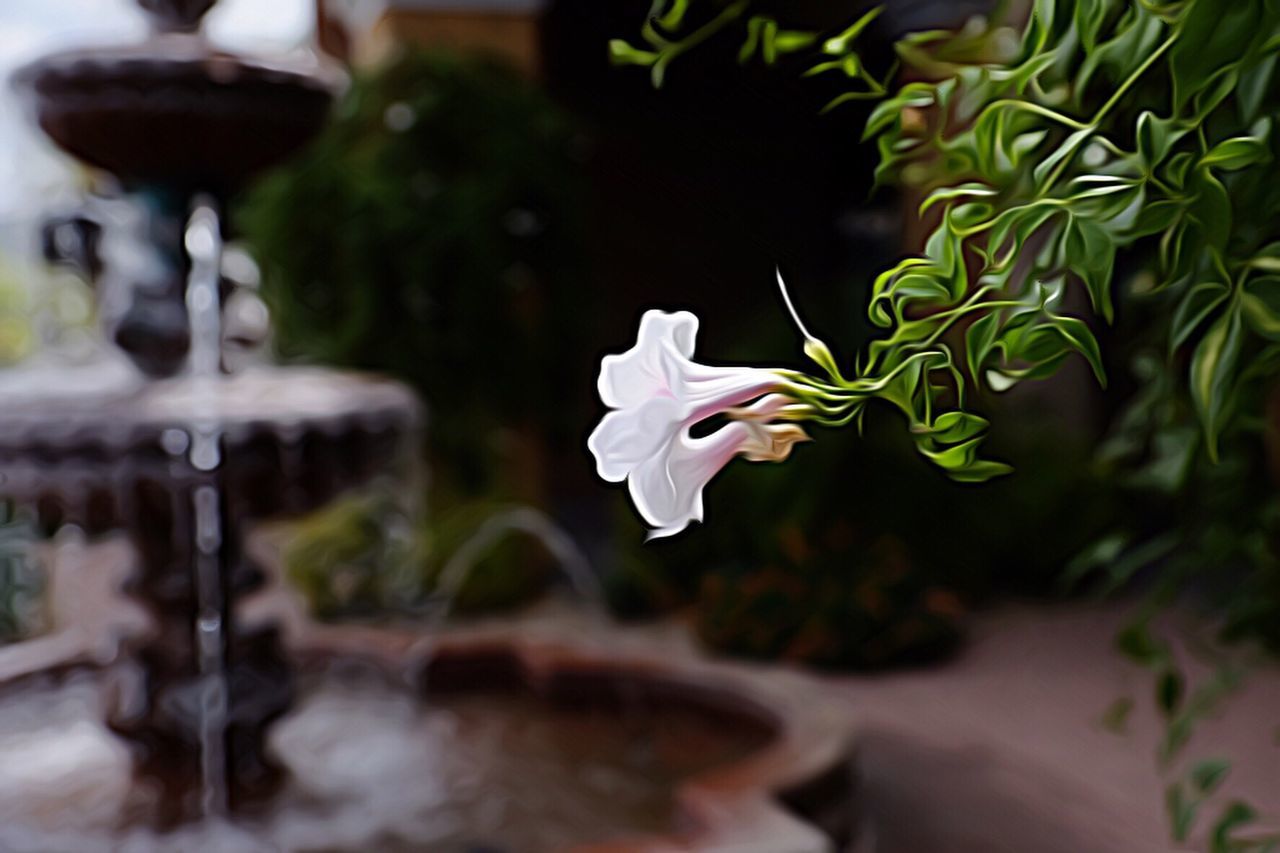 CLOSE-UP OF PURPLE FLOWERS BLOOMING OUTDOORS