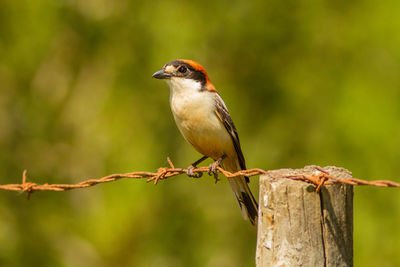 Close-up of bird perching on wooden post