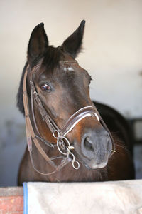 Close-up of horse in ranch