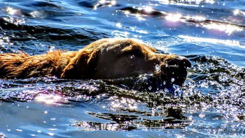 Close-up of dog swimming in sea