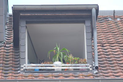 Directly above shot of potted plants on window of building